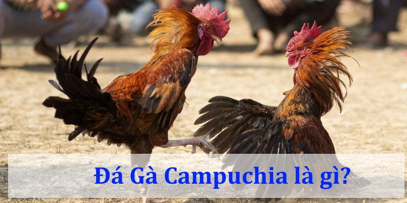 Đá Gà Campuchia là gì?
